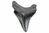 Serrated, Juvenile Megalodon Tooth - South Carolina #370178-1